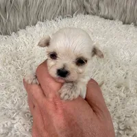 Sophie, a female Maltipoo for sale in Donna, TX – 2 of 6