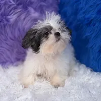 Charlie, a male Mal Shi for sale in Donna, TX – 4 of 10