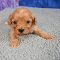 Rusty, a male Cavapoo for sale in Donna, TX – 4 of 10