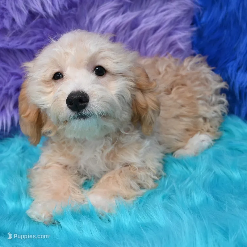 Archie – Miniature Goldendoodle puppy for sale in Donna, TX