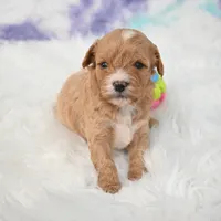 Jack, a male Cavapoo for sale in Donna, TX – 7 of 7