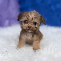 Baxter, a male Shihpoo for sale in Donna, TX – 7 of 9