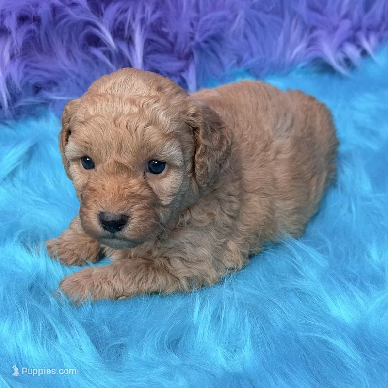 Jasper  – Poodle - Miniature  puppy for sale in Donna, TX