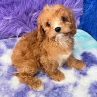 Stella , a female Cavapoo for sale in Donna, TX – 6 of 10