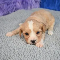 Moose - 7 day return guarantees, a male Cavapoo for sale in Donna, TX – 4 of 10