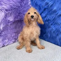 Dexter - 7 day return guarantees, a male Cockapoo for sale in Donna, TX – 5 of 9