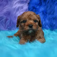 Bandit , a male Cavapoo for sale in Donna, TX – 2 of 8