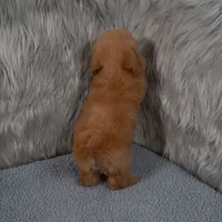 Abby Micro-Mini, a female Miniature Goldendoodle for sale in Donna, TX – 7 of 7