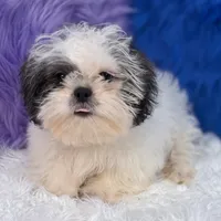 Charlie, a male Mal Shi for sale in Donna, TX – 3 of 10