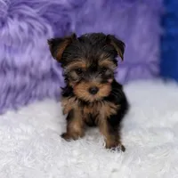 Maggie  - 7 day return guarantees, a female Yorkshire Terrier for sale in Donna, TX – 9 of 10