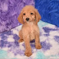 Dexter , a male Cockapoo for sale in Donna, TX – 7 of 10