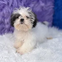 Charlie, a male Mal Shi for sale in Donna, TX – 7 of 10