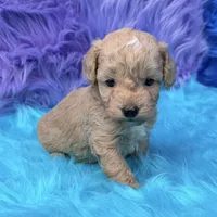 Hunter , a male Poodle - Miniature  for sale in Donna, TX – 7 of 10