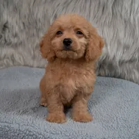 Ranger  Micro-Mini, a male Miniature Goldendoodle for sale in Donna, TX – 5 of 7