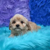 Bruno , a male Cavapoo for sale in Donna, TX – 4 of 6