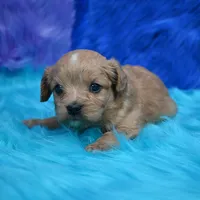 Dixie , a female Cavapoo for sale in Donna, TX – 1 of 7