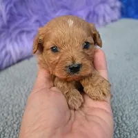 Apollo, a male Cavapoo for sale in Donna, TX – 5 of 10