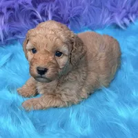 Jasper , a male Poodle - Miniature  for sale in Donna, TX – 6 of 10