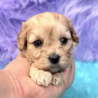 Piper , a female Cavapoo for sale in Donna, TX – 2 of 9