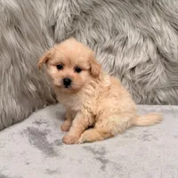 Gus, a male Pomapoo for sale in Donna, TX – Photo 6 of 6