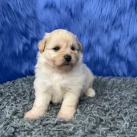 processed/f00ba38b-8c1c-4a8b-a7bd-5e2bdb4d7c39/listing/cf96ebe1-5426-48d2-b1c5-96994ada50da/484ea660-00e4-4aab-be8b-5ce7d3adac6d