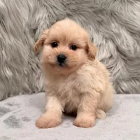 Gus, a male Pomapoo for sale in Donna, TX – Photo 1 of 6