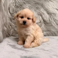 Gus, a male Pomapoo for sale in Donna, TX – Photo 4 of 6