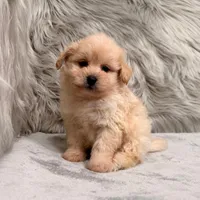 Gus, a male Pomapoo for sale in Donna, TX – Photo 5 of 6