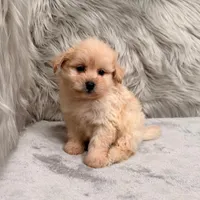 Gus, a male Pomapoo for sale in Donna, TX – Photo 3 of 6