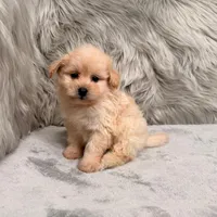 Gus, a male Pomapoo for sale in Donna, TX – Photo 2 of 6