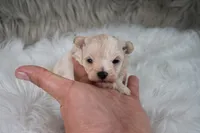Murphy , a male Maltipoo for sale in Donna, TX – 3 of 10