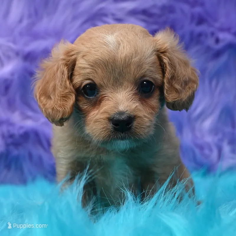 Dixie  – Cavapoo puppy for sale in Donna, TX