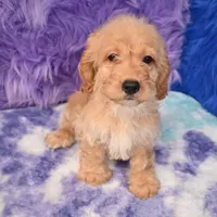 Duke , a male Cockapoo for sale in Donna, TX – 9 of 10