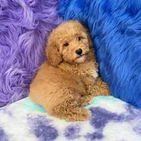 Paul , a male Shihpoo for sale in Donna, TX – 8 of 10