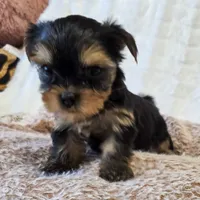 Angel , a female Yorkshire Terrier for sale in Donna, TX – 10 of 10