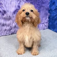 Minnie  - 7 day return guarantees, a female Cockapoo for sale in Donna, TX – 4 of 10