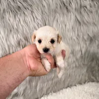 Luna, a female Maltipoo for sale in Donna, TX – 2 of 5