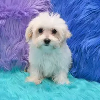 Becky , a female Maltipoo for sale in Donna, TX – 5 of 8