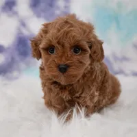 Zeus , a male Maltipoo for sale in Donna, TX – 6 of 7