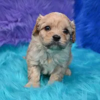 Bruno , a male Cavapoo for sale in Donna, TX – 4 of 7