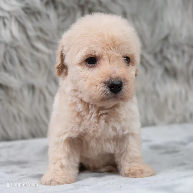 Rocky  – Poodle - Miniature  puppy for sale in Donna, TX