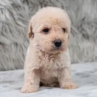 Rocky , a male Poodle - Miniature  for sale in Donna, TX – 1 of 6