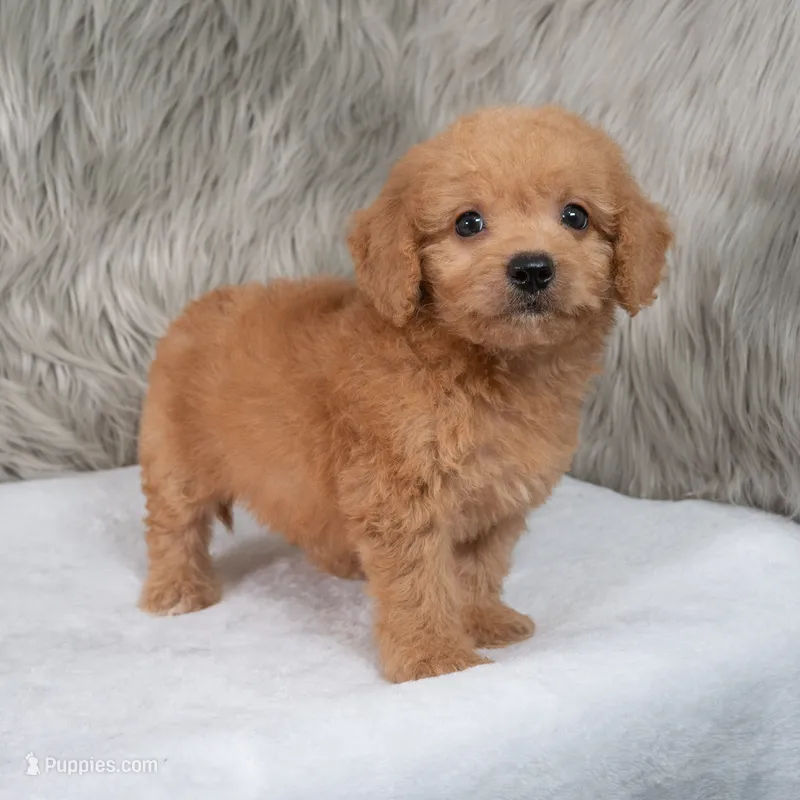 Ranger  Micro-Mini – Miniature Goldendoodle puppy for sale in Donna, TX