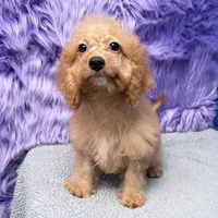Minnie  - 7 day return guarantees, a female Cockapoo for sale in Donna, TX – 10 of 10