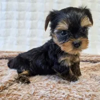 Angel , a female Yorkshire Terrier for sale in Donna, TX – 5 of 10