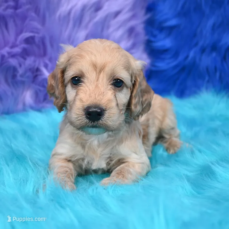 Duke  – Cockapoo puppy for sale in Donna, TX