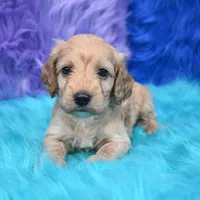 Duke , a male Cockapoo for sale in Donna, TX – 1 of 6