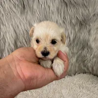 Willow, a female Maltipoo for sale in Donna, TX – 3 of 5