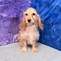 Annie  - 7 day return guarantees, a female Cockapoo for sale in Donna, TX – 9 of 10
