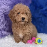 Paul, a male Shihpoo for sale in Donna, TX – 10 of 10